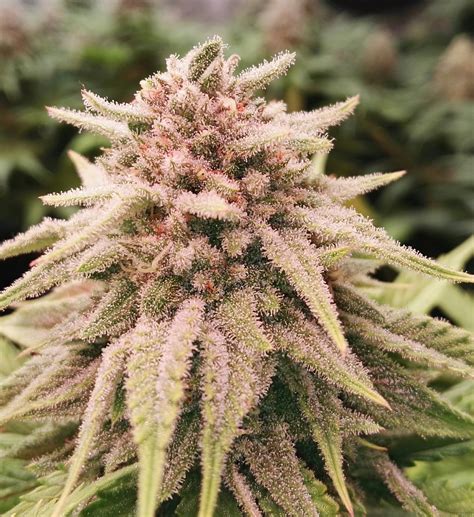 zamnesia seed|Cannabis Seeds